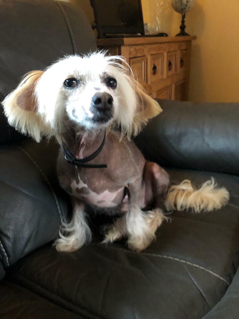 chinese crested gumtree